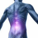 Rückenprobleme und Rückenschmerzen menschlichen Schmerz mit einem Oberkörper Körper Skelett, das die Wirbelsäule und die Wirbelsäule in rot-Highlight als medizinisches Versorgungskonzept für Wirbelsäulenchirurgie und Therapie auf weiß. Lizenzfreie Bi