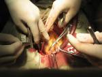 Koronaren Bypass-Operation mit Herz-Lungen-Maschine Lizenzfreie Bilder - 4465623