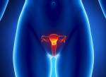 Anterior View des Uterus, Eierstöcke, Eileiter Gebärmutterhals. Lizenzfreie Bilder - 9609296