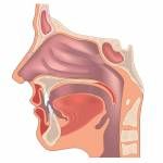 Anatomie der Nase und des Rachens Lizenzfreie Bilder - 17576370