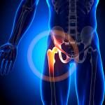 Hüftgelenk Anatomie Bones Lizenzfreie Bilder - 20869435