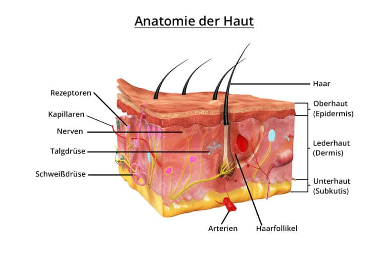 Anatomie der Haut